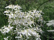 Ломонос чинолистный 001